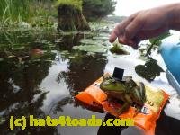 /home//u458753944/public_html/sourcegallery/////////////Frogs/Bullfrogs 2016-08 Ontario/P8140129.JPG